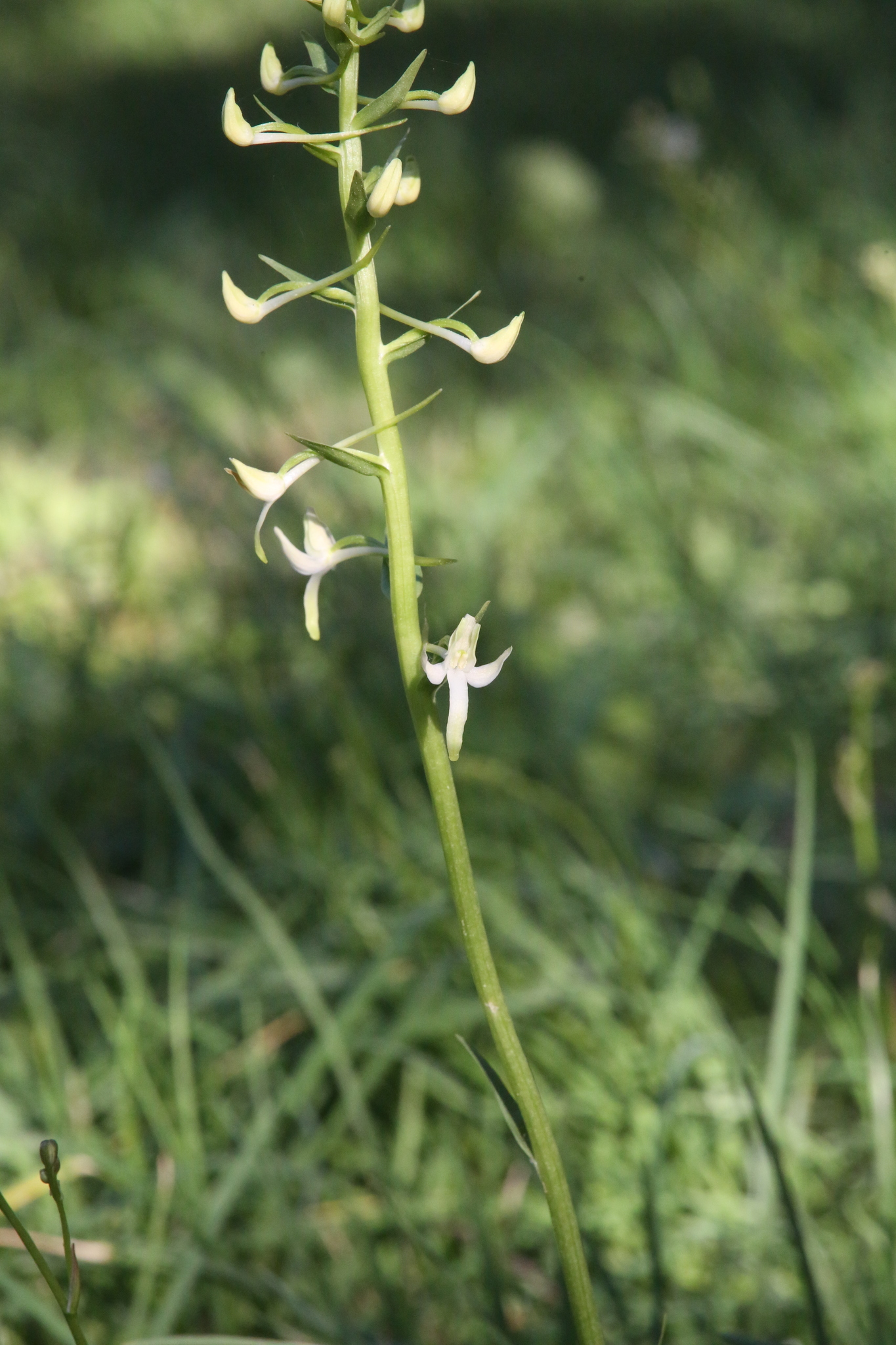 Lesser butterfly-orchid