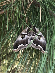 Polythysana cinerascens