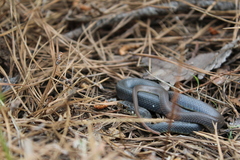 Coluber constrictor anthicus