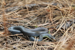 Coluber constrictor anthicus