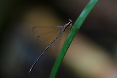 Chorismagrion risi