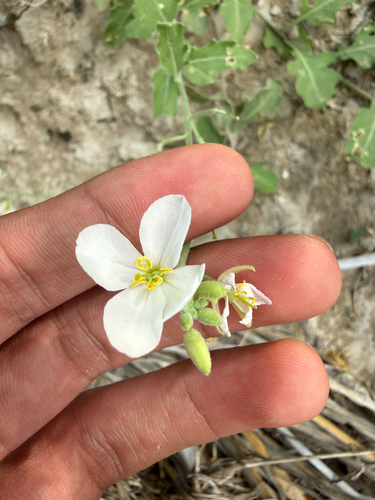 Bicolor Fanmustard (Nerisyrenia camporum)
