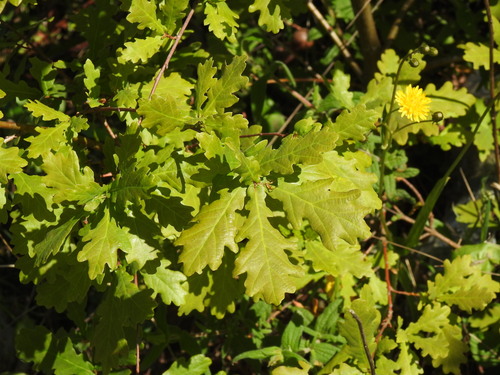 Cantabrian Mountain Oak (Quercus orocantabrica)