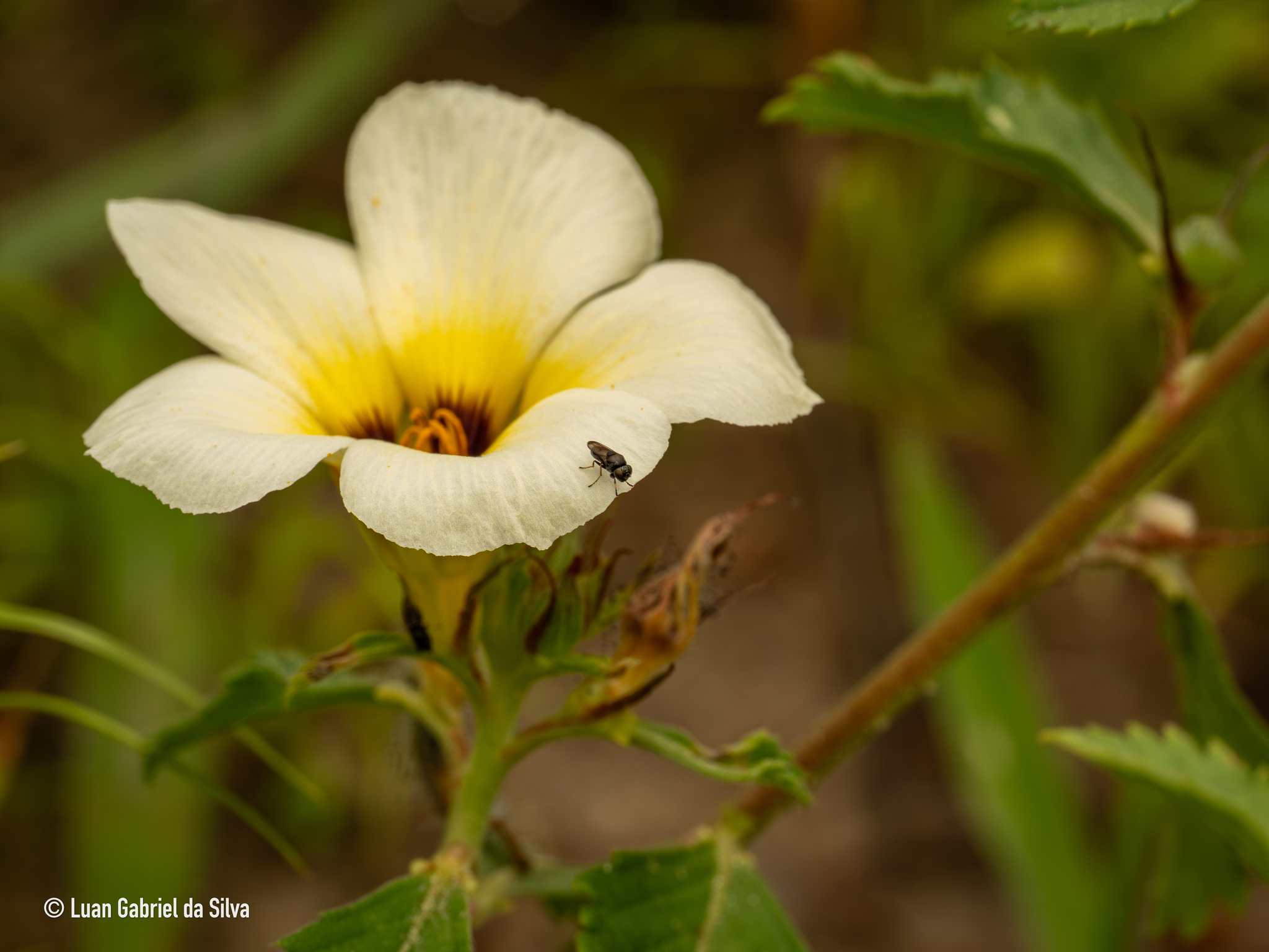 Turnera subulata