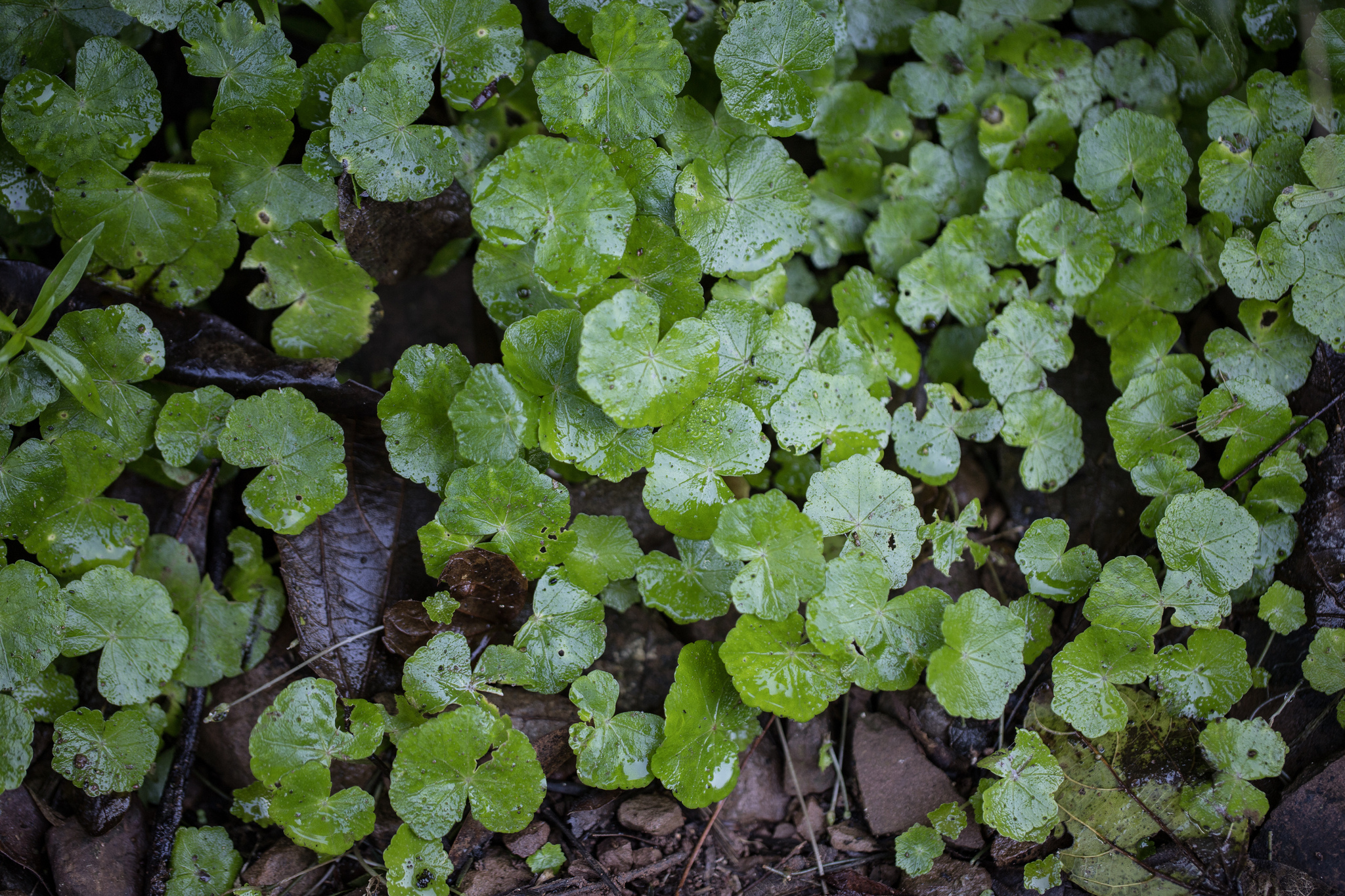 Brazilian Pennywort (Hydrocotyle leucocephala)