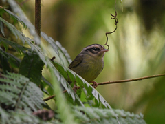 Basileuterus melanotis