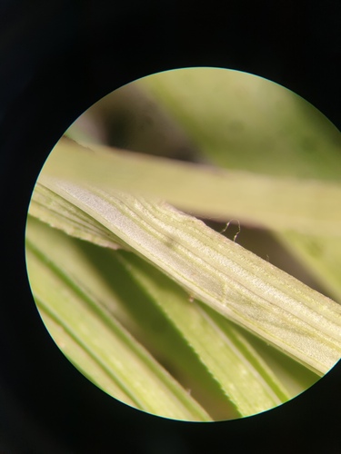 Carex tenera, photograph 1