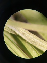Carex tenera, photograph author not stated, no rights reserved