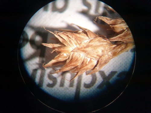 Delicate Quill Sedge (Carex tenera)