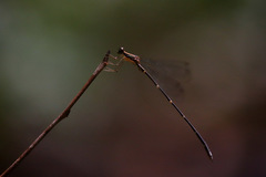 Chorismagrion risi