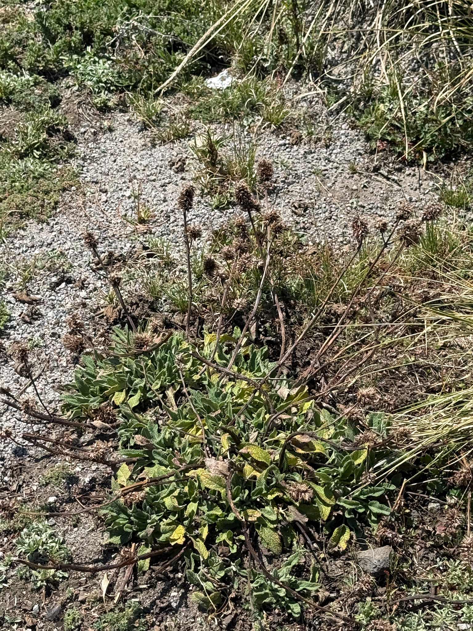 Lepechinia caulescens