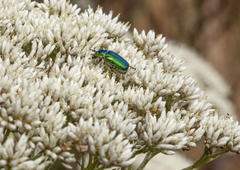 Diphucephala colaspidoides