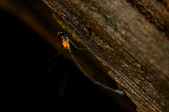 Austroargiolestes aureus