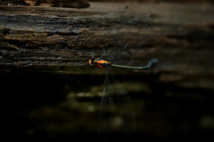 Austroargiolestes aureus