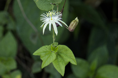 Passiflora capsularis, photograph author not stated, no rights reserved