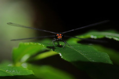 Austroargiolestes aureus