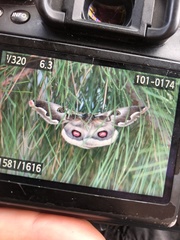 Polythysana cinerascens