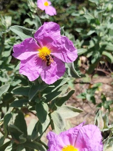 Avistamiento Cistus albidus
