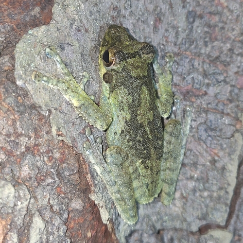 African foam-nest tree frog