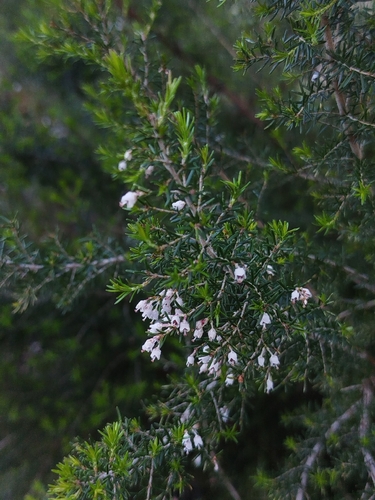 Avistamiento Erica arborea