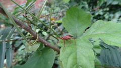 Heteroptera