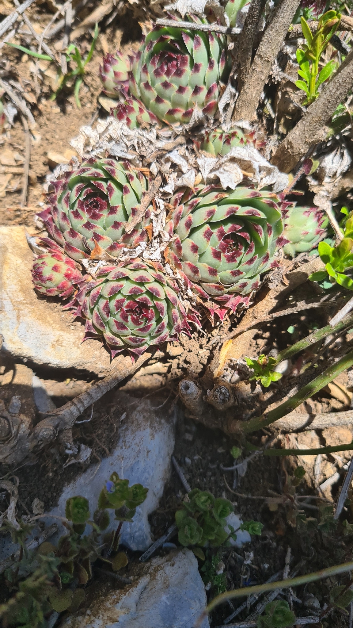 Imagem de Flor pontuda