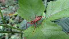 Heteroptera