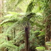Helecho Arbóreo Rugoso Australiano - Photo (c) Reiner Richter, algunos derechos reservados (CC BY-NC-SA), subido por Reiner Richter