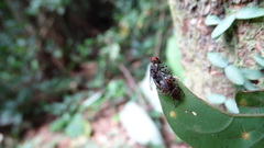 Sumampattus quinqueradiatus