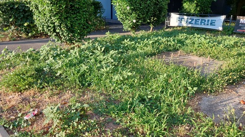 Redroot Amaranth (Amaranthus retroflexus)