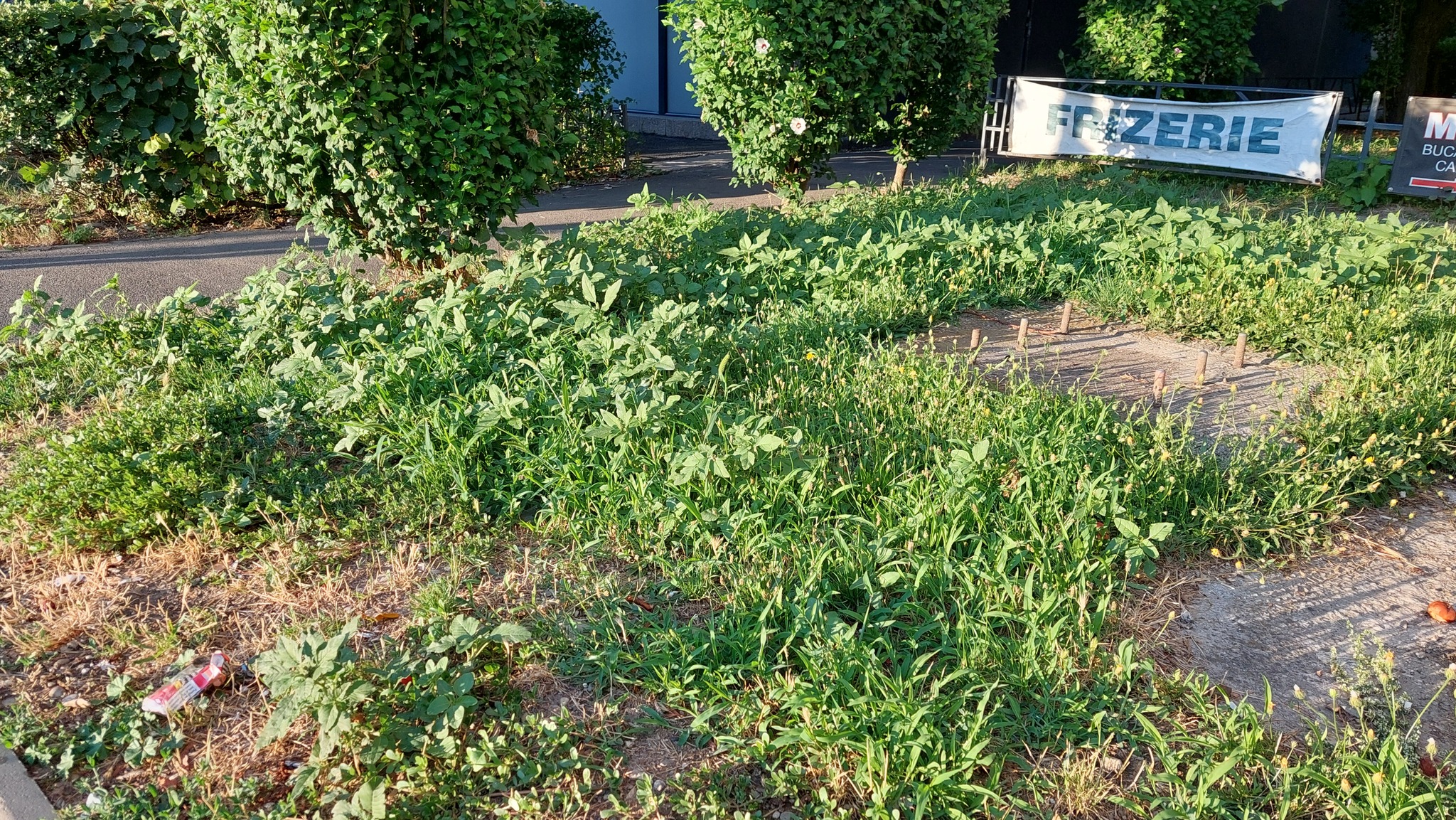 Redroot Amaranth (Amaranthus retroflexus)