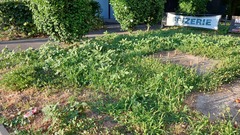 Amarante Réfléchie (Amaranthus retroflexus)