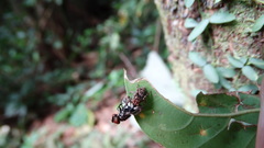 Sumampattus quinqueradiatus