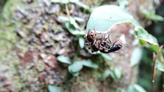 Sumampattus quinqueradiatus