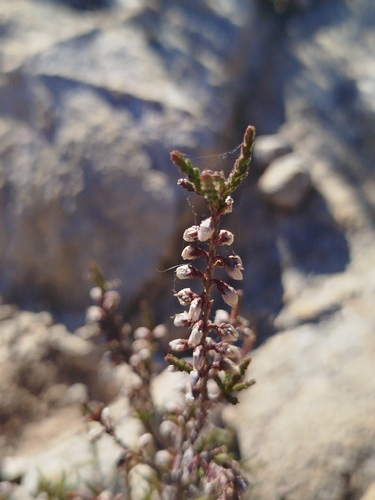 Avistamiento Calluna vulgaris