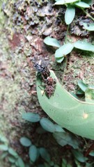 Sumampattus quinqueradiatus