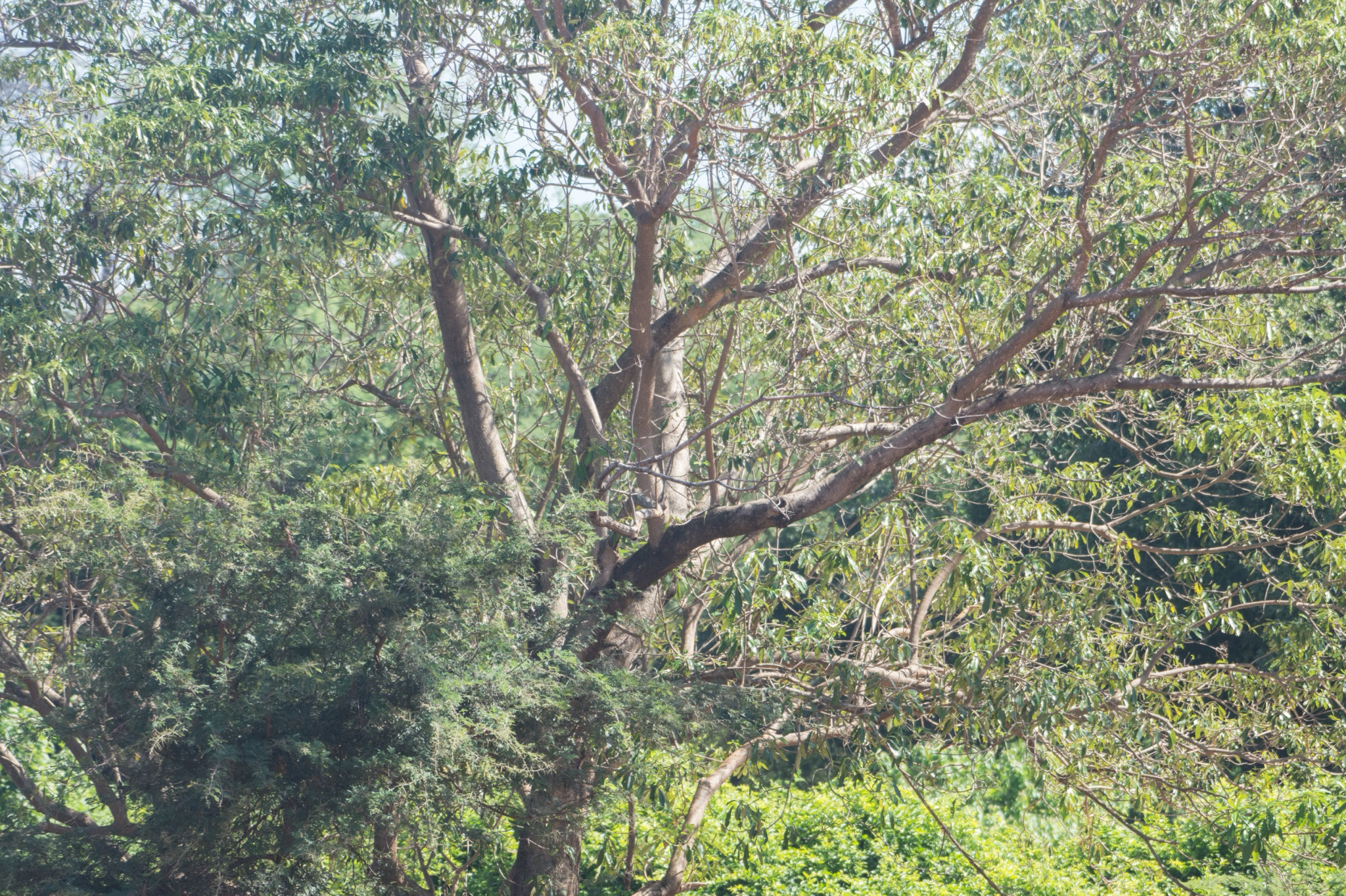 Quininetree (Rauvolfia afra)
