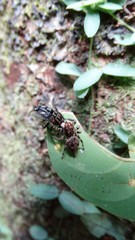 Sumampattus quinqueradiatus