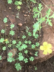Oxalis copiosa