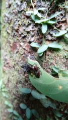 Sumampattus quinqueradiatus