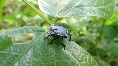 Alcaeorrhynchus grandis