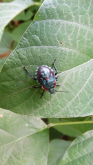 Alcaeorrhynchus grandis