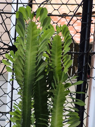 Euphorbia trigona