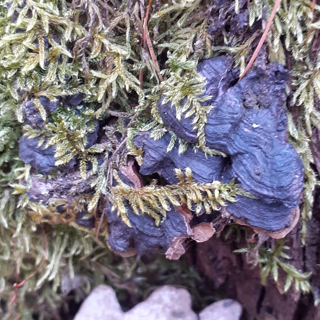 Hymenochaete rubiginosa · April 2026 · photo: © bogsuckers (iNaturalist, cc-by)