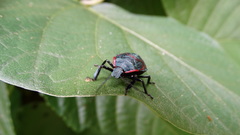 Alcaeorrhynchus grandis