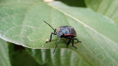 Alcaeorrhynchus grandis