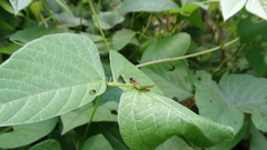 Liebermannacris dorsualis