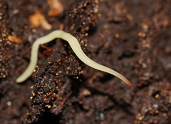 Fletchamia mediolineata