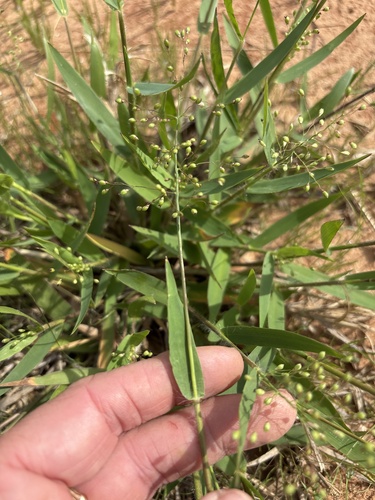 Heller's Rosette Grass (Dichanthelium oligosanthes)