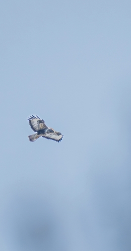 Common Buzzard